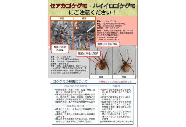 発見相次ぐ毒グモ「セアカゴケグモ」って何？ その症状と対処法  リセマム