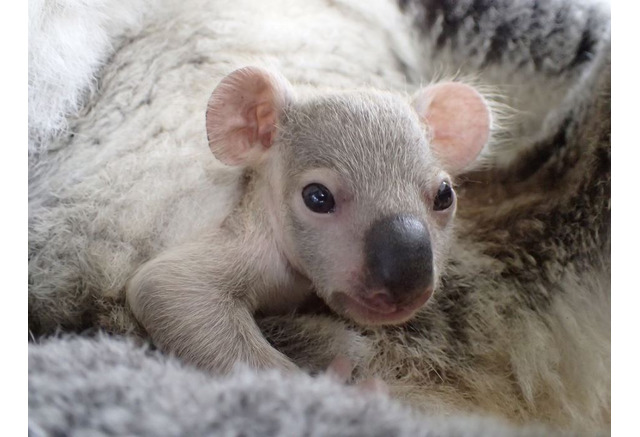 Gw17 コアラの赤ちゃん名前投票4 29 5 7 埼玉県こども動物自然公園 リセマム