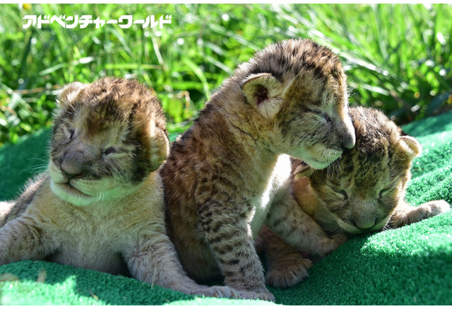 アドベンチャーワールドにライオンの三つ子の赤ちゃんが誕生 リセマム