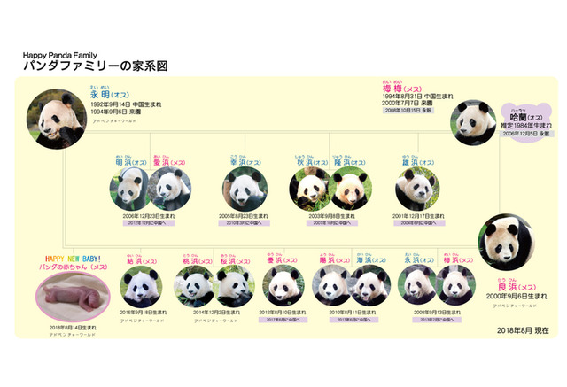 わずか75g ジャイアントパンダの赤ちゃん誕生 和歌山 3枚目の写真 画像 リセマム