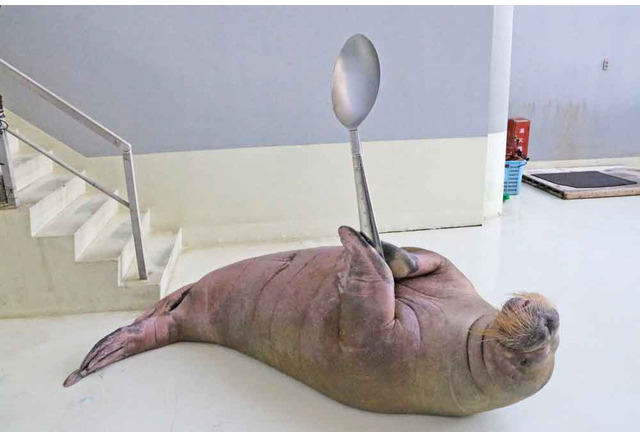 横浜 八景島 海の動物たちのショー Mr マリックとコラボで超魔術を披露 5枚目の写真 画像 リセマム