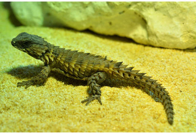 サンシャイン水族館 へんないきもの展3 3 7 5 新顔約種を展示 6枚目の写真 画像 リセマム サンシャイン水族館 へんないきもの展3 3 7 5 新顔約種を展示 6枚目の写真 画像 リセマム