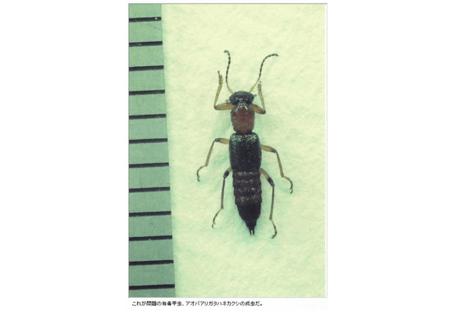 被害続出 やけど虫の駆除方法 まとめ リセマム