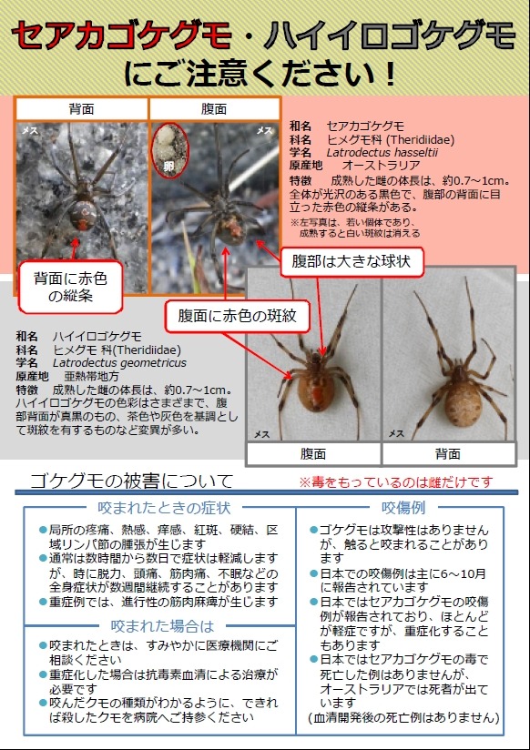 発見相次ぐ毒グモ「セアカゴケグモ」って何？ その症状と対処法