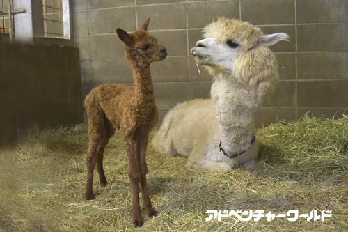 ふわふわのアルパカの赤ちゃん誕生、公開は12/16から…和歌山