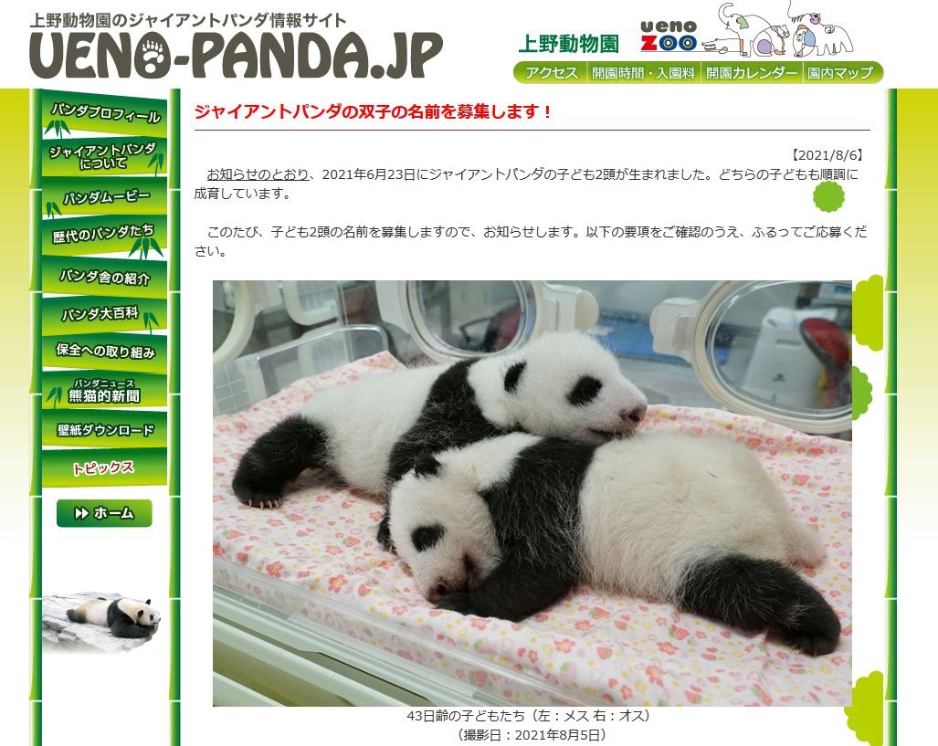 上野動物園、パンダの双子赤ちゃん名前募集 | リセマム
