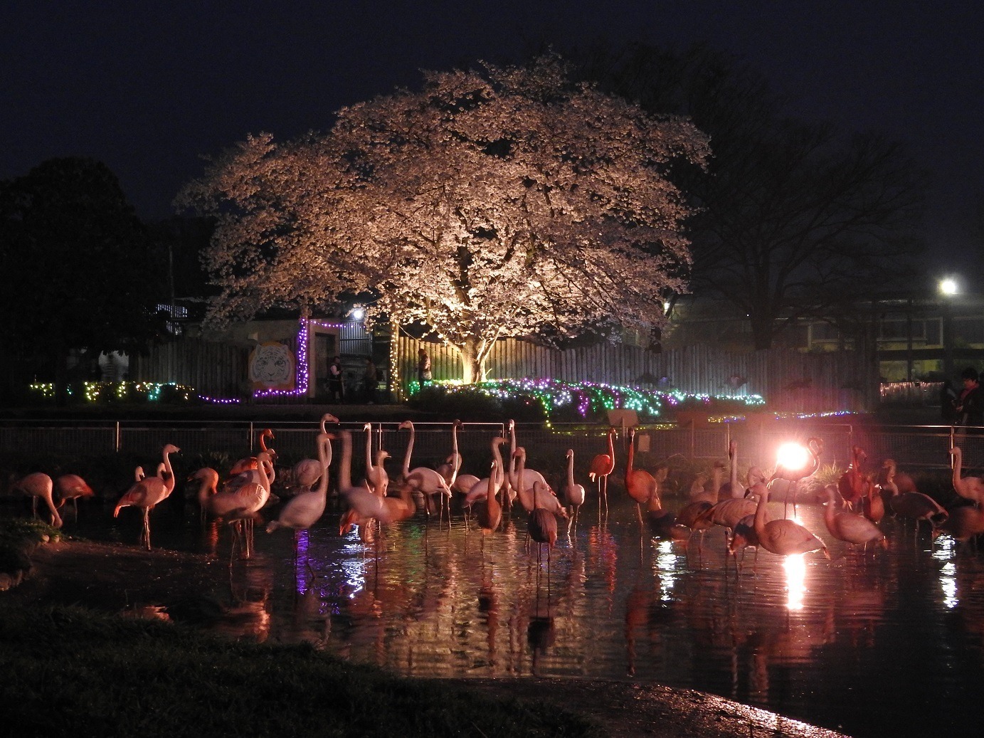 春休み2023】東武動物公園「春のナイトZOO」4日間限定 | リセマム