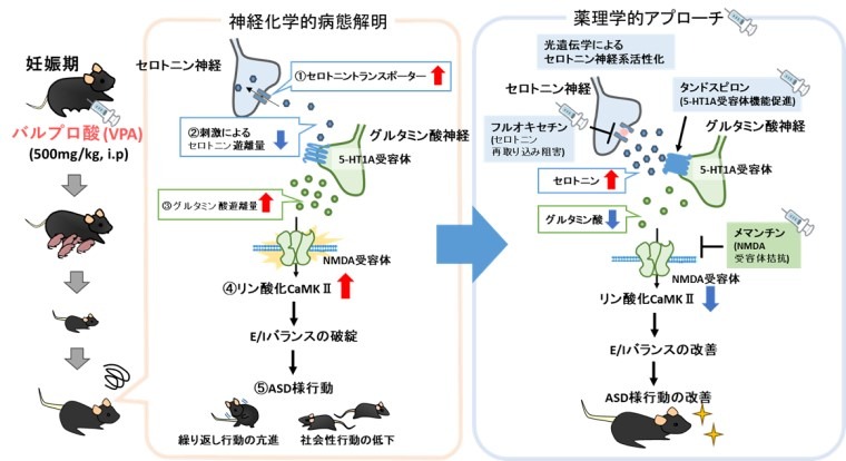 自閉スペクトラム症の新たな病態メカニズムを解明、藤田医科大らの研究