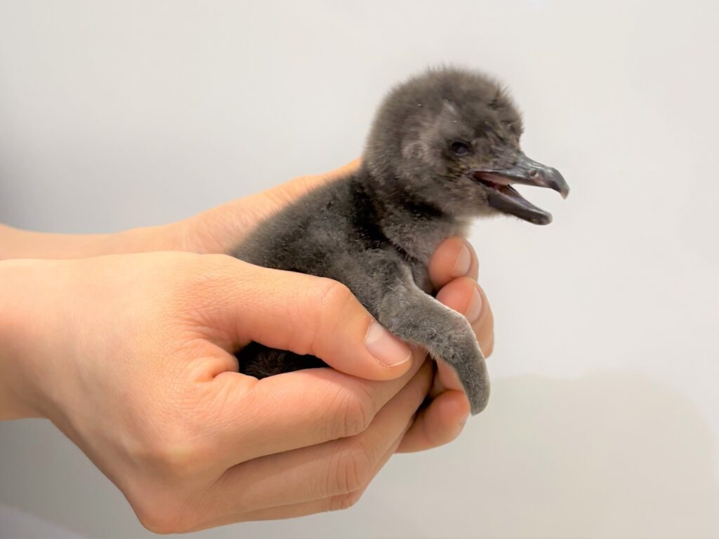 マゼランペンギンの赤ちゃん2年ぶり誕生…すみだ水族館 | リセマム