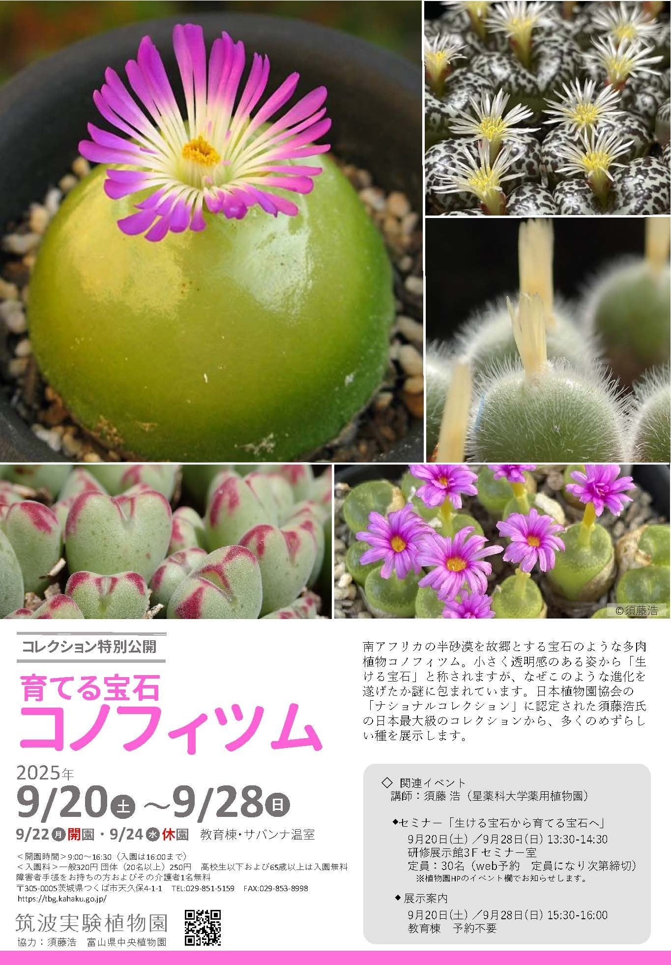 コノフィツム 自分育っているコノフィツム 記録写真 筑波実験植物園、育てる宝石「コノフィツム」特別公開 | リセマム