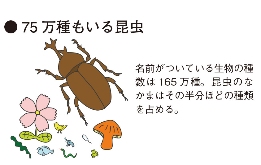自由研究 生物 昆虫のからだのしくみを知り 標本を作ろう 中学生向け 8枚目の写真 画像 リセマム