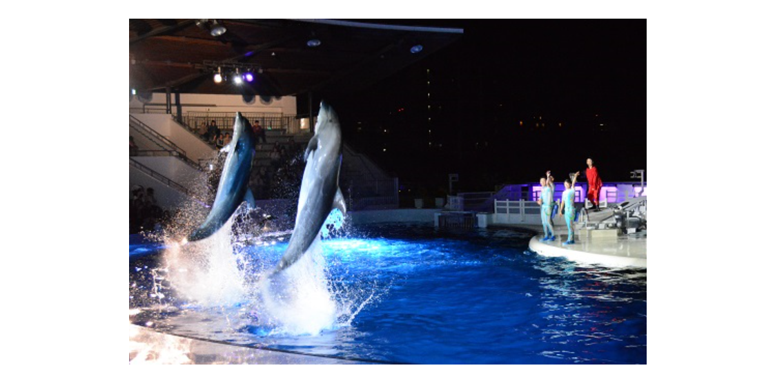 夜のいきもの観察 解説ツアーなど 京都水族館7 13 12 22 2枚目の写真 画像 リセマム