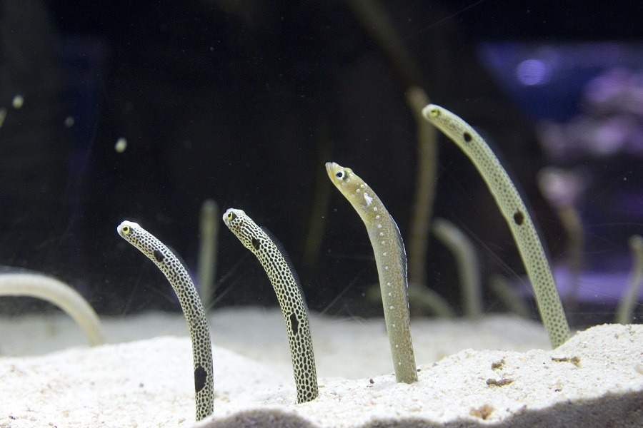 ゆらゆらチンアナゴまつり11 1 11すみだ水族館 8枚目の写真 画像 リセマム