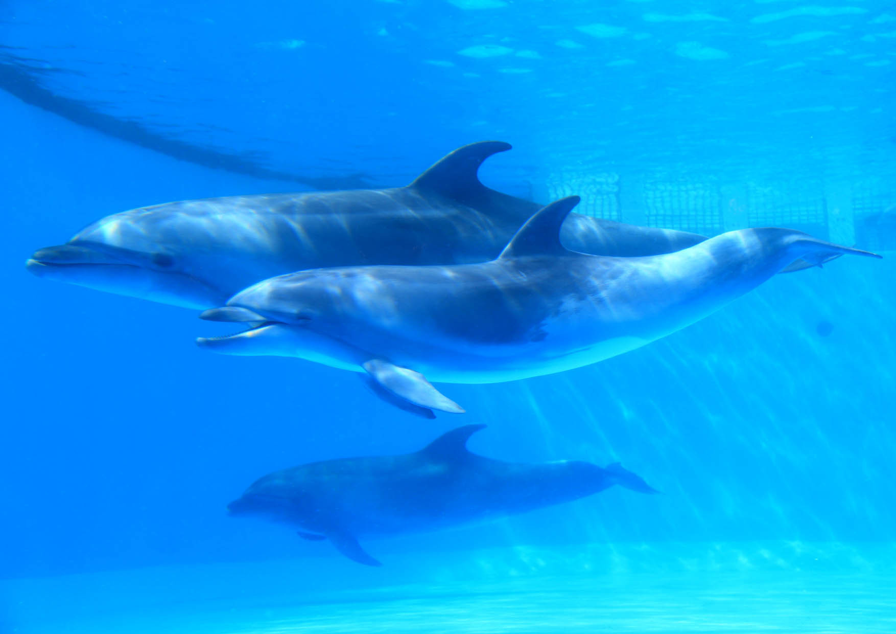 4 19は飼育の日 イルカの餌やり など動物園 水族館でイベント 2枚目の写真 画像 リセマム