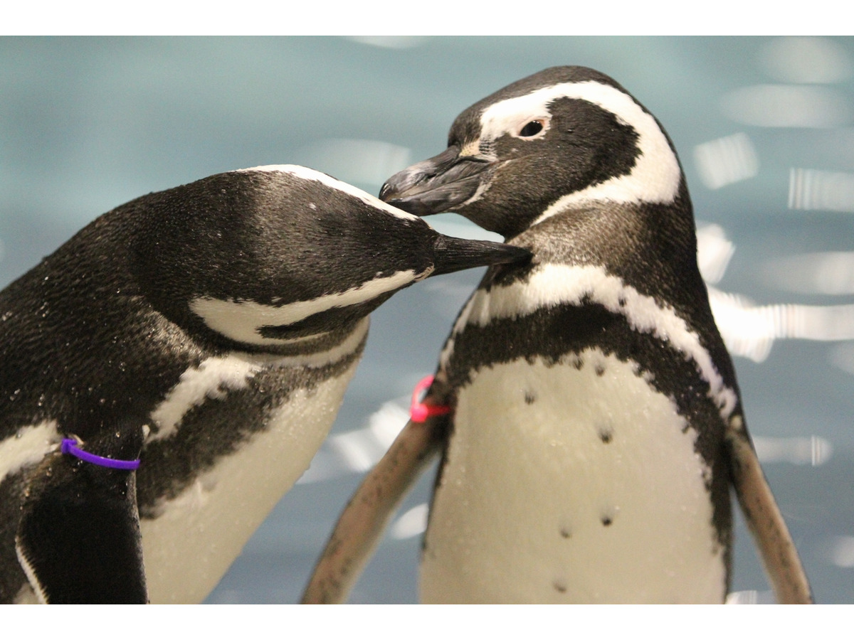 ペンギンも恋する季節 すみだ水族館でバレンタインイベント1 30 3 14 5枚目の写真 画像 リセマム