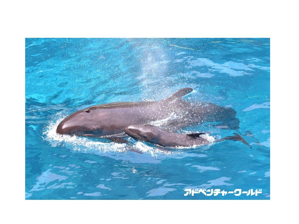 すくすく育ってね アドベンチャーワールド オキゴンドウ の赤ちゃん誕生 リセマム