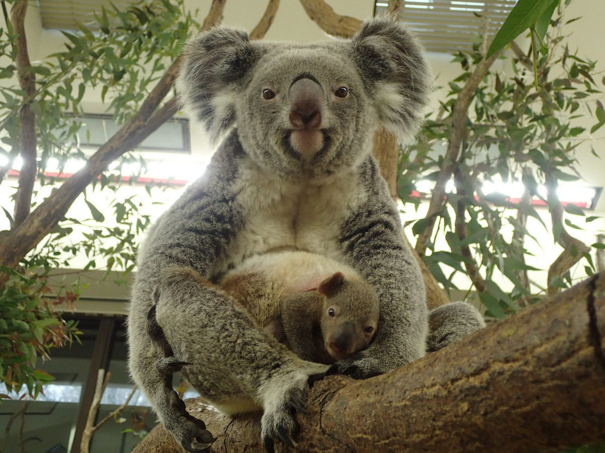 生後半年の赤ちゃんコアラを見に行こう 埼玉こども動物自然公園 1枚目の写真 画像 リセマム