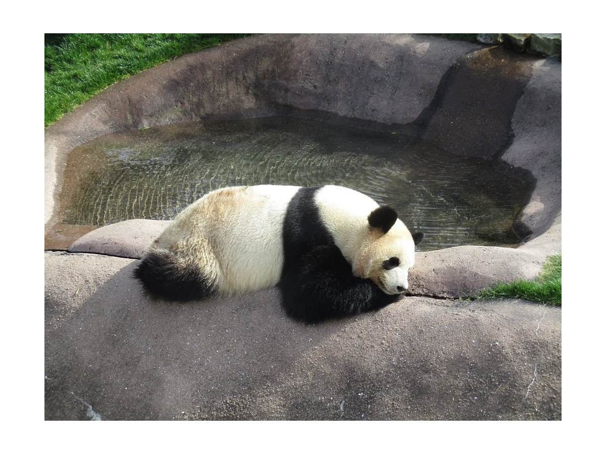 1位はパンダが魅力の 日本の動物園 水族館ランキング18 リセマム
