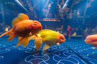 「お江戸の金魚ワンダーランド」　展示されている金魚　ジャンボオランダ