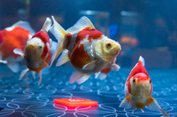 「お江戸の金魚ワンダーランド」　展示されている金魚　タマサバ