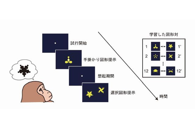 記憶を思い出す脳の仕組みを解明、東大研究グループ 画像