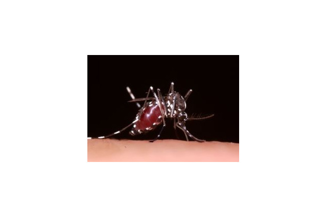 厚労省、デング熱に関するQ&Aを公開…注意呼びかけ 画像