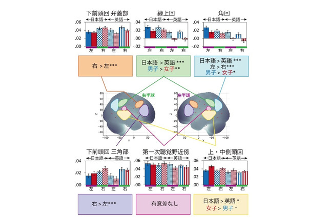 英語学習、小学生の脳活動に男女差…首都大 画像