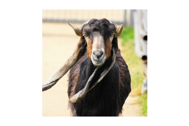 【シルバーウィーク2015】感謝祭など各種イベント、天王寺動物園 画像