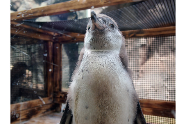 【話題】ここにも嵐!? 二宮、櫻井…アイドルペンギン現る 画像