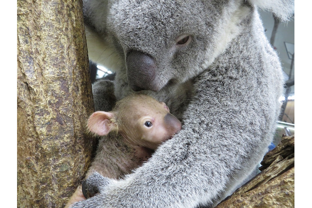 お名前投票受付け中、コアラの赤ちゃん2頭…こども動物自然公園 画像
