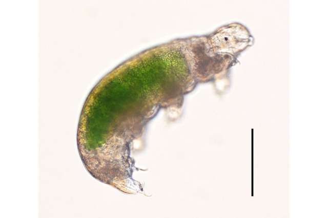 記録更新、30年冷凍保存された「クマムシ」お目覚め…繁殖成功 画像