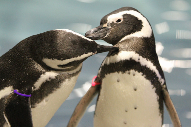 ペンギンも恋する季節、すみだ水族館でバレンタインイベント1/30-3/14 画像