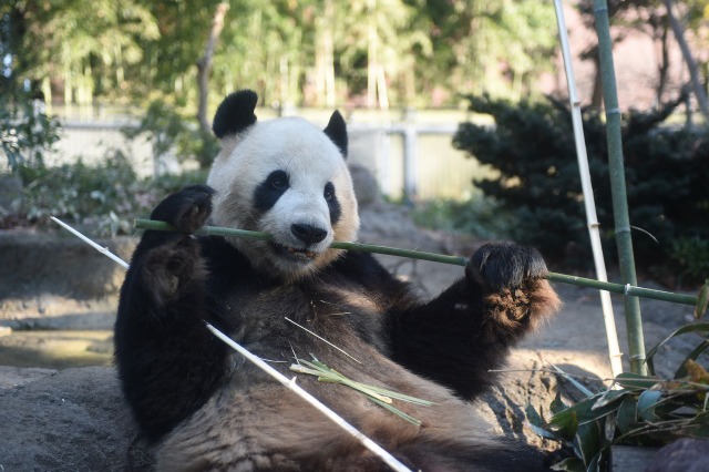 赤ちゃん待ってるよ、上野動物園のパンダ2頭繁殖に向け展示中止 画像