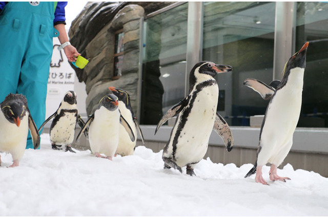 ペンギン祭り、仙台うみの杜水族館で開催 画像