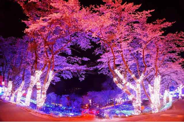 都心から1時間、さがみ湖夜桜イルミネーション3/18-4/10 画像