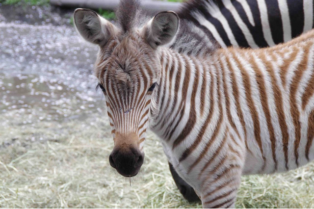 羽村市動物公園、シマウマの赤ちゃん誕生…愛称投票実施 画像