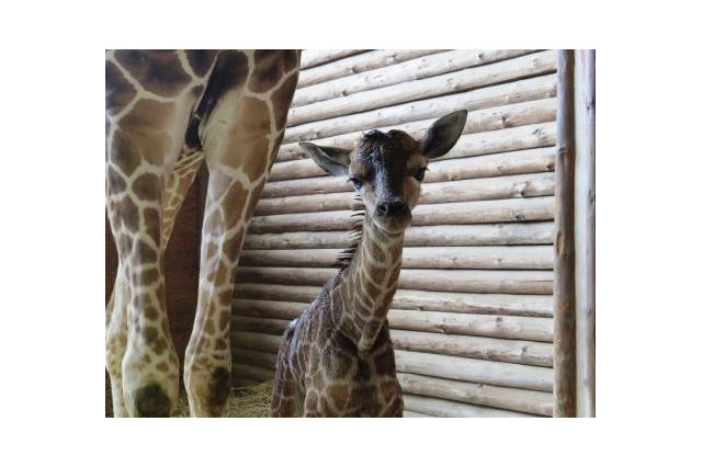 キリンとワオキツネザルの赤ちゃん誕生、こども動物自然公園…名前投票も 画像