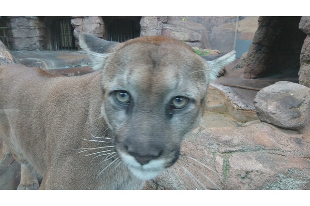 【GW2016】ピューマの名付けや羊の毛刈り…天王寺動物園の春フェス 画像