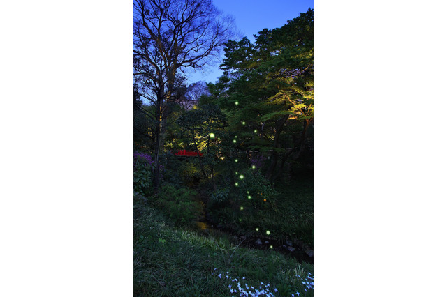 蛍の初飛翔まで気温「500度」必要？ 椿山荘が仮説を検証 画像