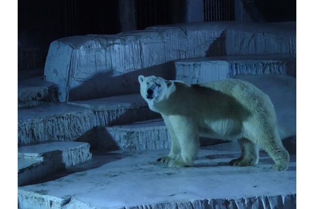 【夏休み2016】大阪市天王寺動物園「夏のナイトZOO」7/29からスタート 画像