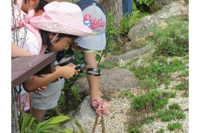 【夏休み2016】観察のポイントを紹介、六甲高山植物園で自由研究 画像