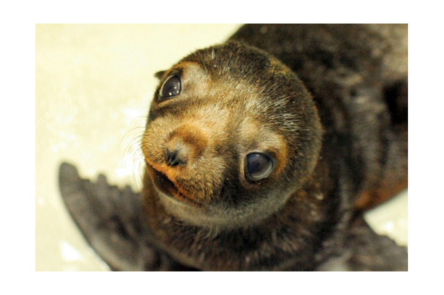 ミナミアメリカオットセイの赤ちゃんを一般公開、名前を募集 画像