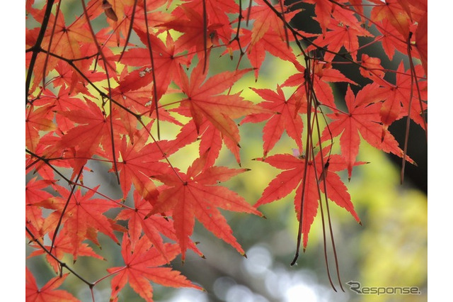 紅葉の見頃…北日本は昨年より遅く、東-西日本は例年並み 画像