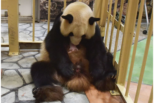和歌山アドベンチャーワールド、ジャイアントパンダの赤ちゃん誕生 画像
