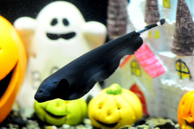 おばけ？骸骨？京都水族館でハロウィーンイメージのいきもの展示10/1-31 画像