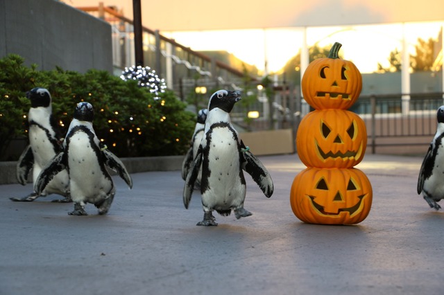 海の仲間もハロウィンの装い…シーパラ初、ハロウィンパーティー11/6まで 画像