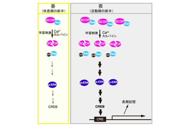 学習する時刻によって記憶に差、東大研究グループが発見 画像