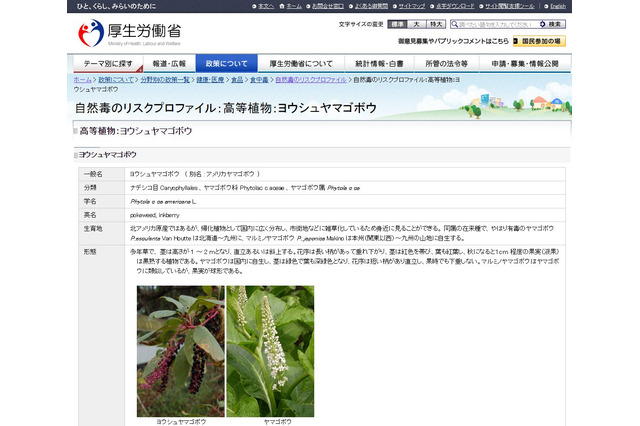 秋に熟す「ヨウシュヤマゴボウ」に注意…食べると死の危険 画像