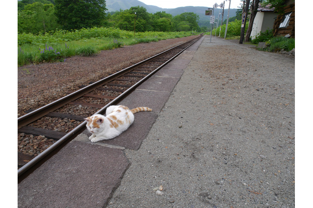 踊場駅で開催の写真展、ネコの写真を募集中 画像