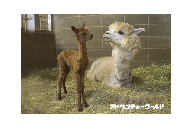 ふわふわのアルパカの赤ちゃん誕生、公開は12/16から…和歌山 画像